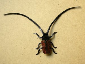 Robert Lang - Longhorn Beetle